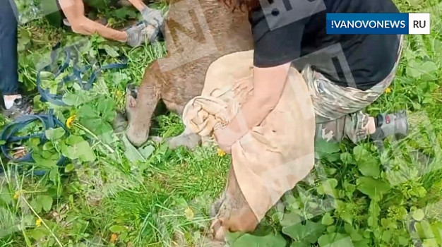 В Ивановской области помогли еще одному лосенку